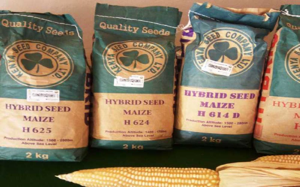 Maize Seeds